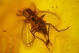 Five Fossil Flies (Diptera) In Baltic Amber #173657-3
